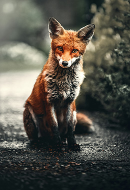 Peanut the fox